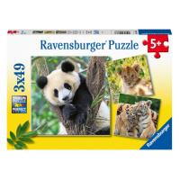 Ravensburger 056668 Panda tygr a lev 3 x 49 dílků