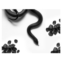 Fotografie Black Snake Roam, David Drake, (40 x 30 cm)