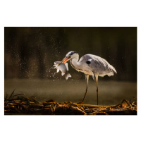 Fotografie Gray heron catching fish in wilderness., skynesher, 40 × 26.7 cm