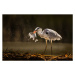 Fotografie Gray heron catching fish in wilderness., skynesher, 40 × 26.7 cm