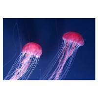 Fotografie Beautiful jellyfishes floating in water, Bus Photography, 40 × 26.7 cm