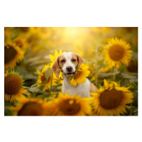 Fotografie Beagle in sunflower field, Iwona Wojtowicz / 500px, 40 × 26.7 cm