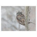 Fotografie Northern Hawk Owl look back, Jasmine Suo, 40 × 30 cm