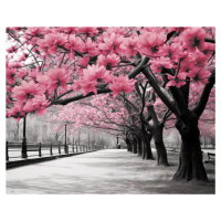 Obrazy na stěnu - Alej růžových stromů Rozměr: 40x50 cm, Rámování: vypnuté plátno na rám