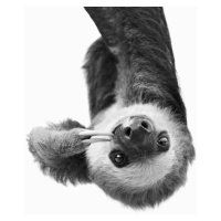 Fotografie Sloth BW, Sisi & Seb, 30x40 cm