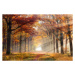 Fotografie Autumn forest, VanderWolf-Images, 40x26.7 cm