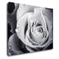 Impresi Obraz Černobílá růže s kapkami vody - 90 x 70 cm
