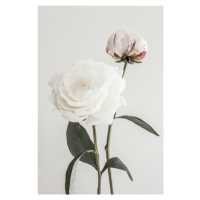 Fotografie Peony 12, Studio Collection, 26.7x40 cm