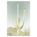 Fotografie SAGUARO NATIONAL PARK Giant Saguaro | Vintage, Melanie Viola, 26.7 × 40 cm