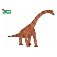 Atlas brachiosaurus 30 cm