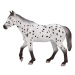 Mojo Appaloosa hřebec