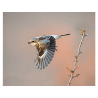 Fotografie woodchat shrike, Raad Btoush, 40 × 30 cm