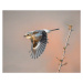 Fotografie woodchat shrike, Raad Btoush, 40 × 30 cm