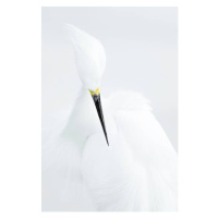 Fotografie Abstract shot of Snowy Egret (Egretta thula)., Rostislav Kralik, 26.7x40 cm