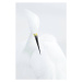 Fotografie Abstract shot of Snowy Egret (Egretta thula)., Rostislav Kralik, 26.7 × 40 cm