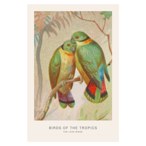 Plakát, Obraz - The Love Birds (Birds of the Tropics) - George Harris, 26.7 × 40 cm