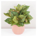 Aglaonema ‘Pistachio Pink’ maxi