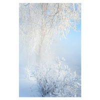 Fotografie Trees covered with rime, ekina, 26.7x40 cm