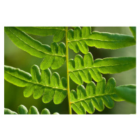 Umělecká fotografie close-up fern, jadimages, (40 x 26.7 cm)