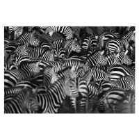 Fotografie Zebra herd, WLDavies, 40 × 26.7 cm