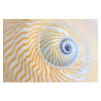 Fotografie Natica Lineata or moon snail macro, Zen Rial, 40x26.7 cm