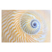 Fotografie Natica Lineata or moon snail macro, Zen Rial, 40 × 26.7 cm