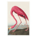 Obrazová reprodukce The Pink Flamingo, John James Audubon, 26.7 × 40 cm