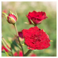 Růže 'Dark Red' 1,3 litru