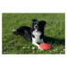 Vsepropejska Soar plastové frisbee pro psa | 18 cm Barva: Červená, Rozměr (cm): 18