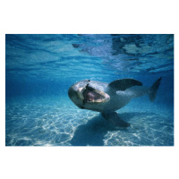 Fotografie Bottle-nosed dolphin ,Honduras,underwater view, Stuart Westmorland, 40 × 26.7 cm