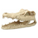Dekorace Repti Planet Krokodýl lebka 13,8x6,8x6,5cm