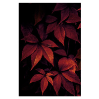 Fotografie Dark Leaves, Mareike Böhmer, 26.7 × 40 cm