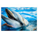 Umělecká fotografie Dolphin smile in water scene with, EvaL, (40 x 26.7 cm)