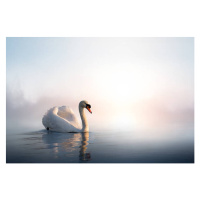 Fotografie Art Swan on the water at sunrise, Konstanttin, 40 × 26.7 cm