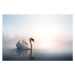 Fotografie Art Swan on the water at sunrise, Konstanttin, 40 × 26.7 cm