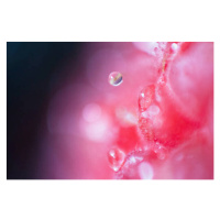 Fotografie Extreme close-up of raspberry, Ralf Hiemisch, 40 × 26.7 cm