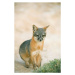 Fotografie Island Fox (Urocyon littoralis), Kevin Schafer, 26.7x40 cm