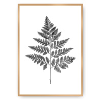 Dekoria Plakát Fern Grey, 50 x 70 cm, Ramka: Złota