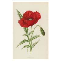 Obrazová reprodukce Common Poppy, Hulme, Frederick Edward, 24.6 × 40 cm