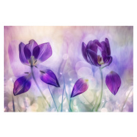 Fotografie Double purple, Hilda van der Lee, 40x26.7 cm
