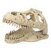 Dekorace REPTI PLANET T-REX lebka 13,3 cm