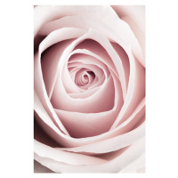 Fotografie Pink Rose No 1, Studio Collection, 26.7 × 40 cm