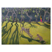 Obrazová reprodukce Dog and Monkey, Sri Lanka,1998, Andrew Macara, 40 × 30 cm