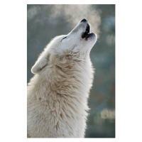 Fotografie Arctic wolf howling, Raimund Linke, 26.7 × 40 cm