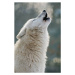 Fotografie Arctic wolf howling, Raimund Linke, 26.7 × 40 cm