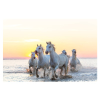 Umělecká fotografie Camargue white horses running in water at sunset, Peter Adams, (40 x 26.7 cm