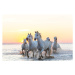 Fotografie Camargue white horses running in water at sunset, Peter Adams, 40 × 26.7 cm