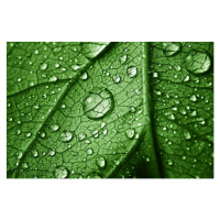 Fotografie beautiful leaf with drops, Stavklem, (40 x 26.7 cm)