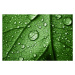 Fotografie beautiful leaf with drops, Stavklem, 40 × 26.7 cm