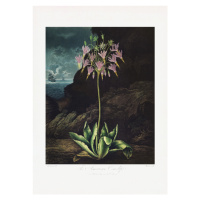 Ilustrace The American Cowslip from The Temple of Flora (1807), Studio Collection, 30 × 40 cm